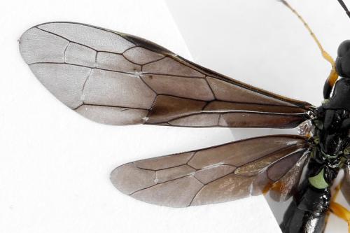Cephus fumipennis