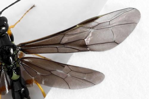 Cephus fumipennis