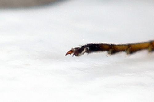 Cephus fumipennis