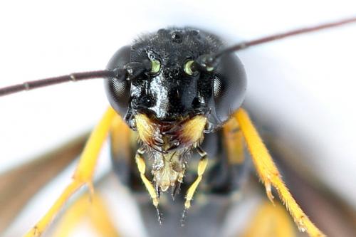Cephus fumipennis