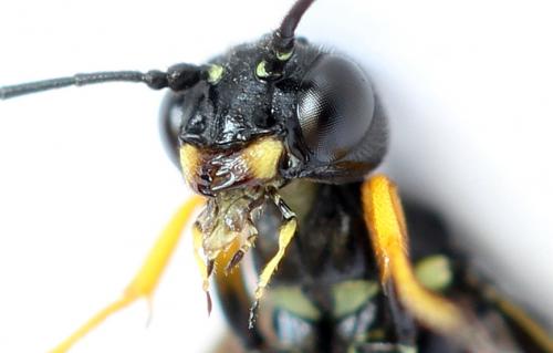 Cephus fumipennis