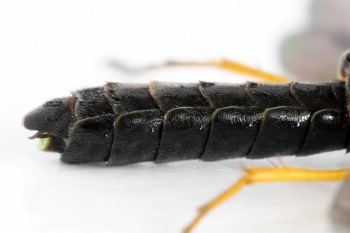 Cephus fumipennis
