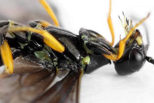 Réf. 292 373 : Cephus fumipennis