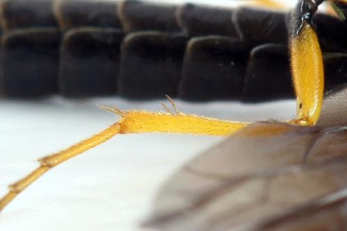 Cephus fumipennis