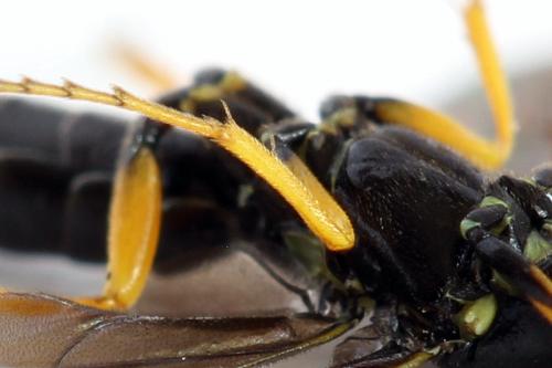 Cephus fumipennis