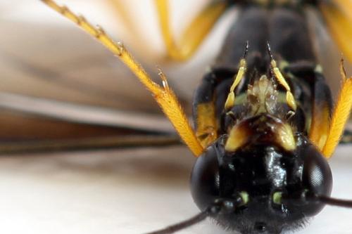 Cephus fumipennis