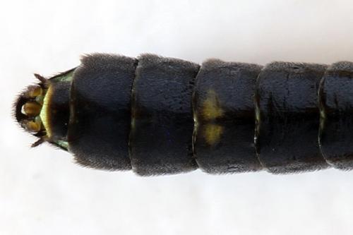 Cephus fumipennis