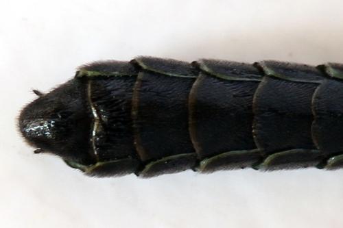 Cephus fumipennis