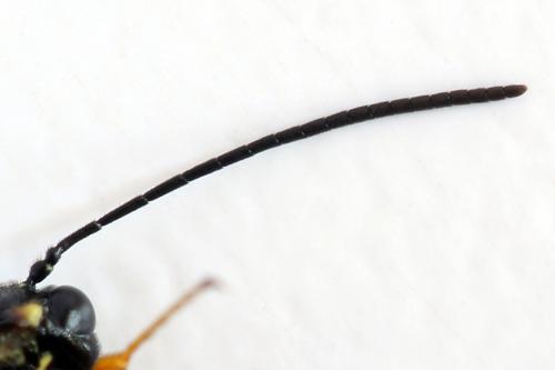 Cephus fumipennis