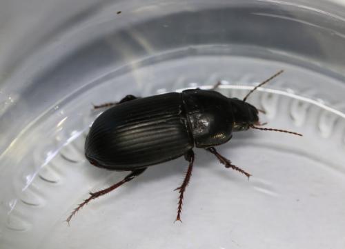 Réf. 292 833 : Zabrus tenebrioides