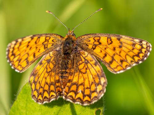 Réf. 292 662 : Melitaea phoebe