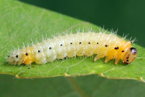 Priophorus grandis