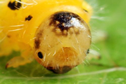 Priophorus grandis