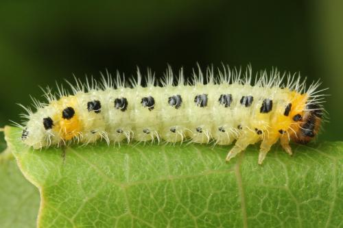 Priophorus grandis