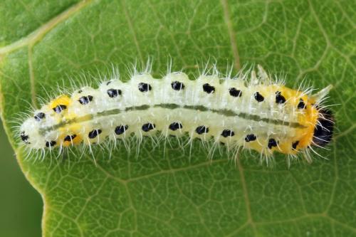 Priophorus grandis