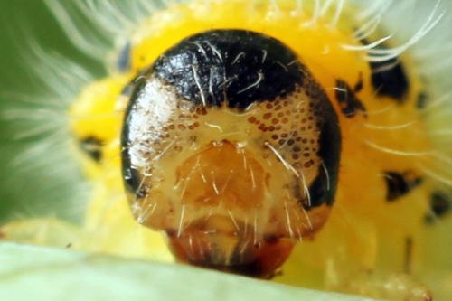 Priophorus grandis