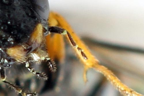 Réf. 292 123 : Calameuta punctata