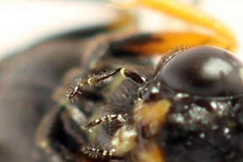 Réf. 292 124 : Calameuta punctata