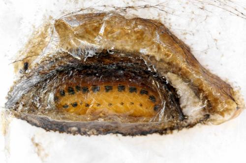 Réf. 292 155 : Priophorus grandis