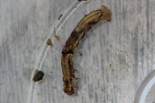 Ectropis crepuscularia