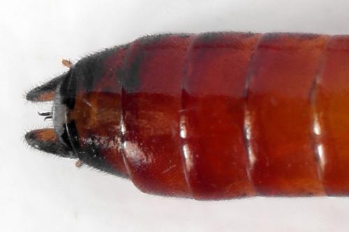 Réf. 292 336 : Tenthredo colon