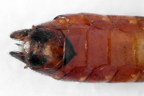 Réf. 292 337 : Tenthredo colon