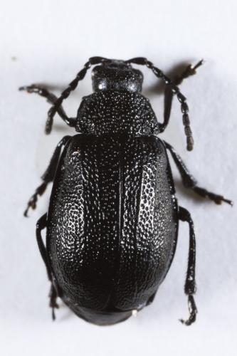 Réf. 292 947 : Galeruca tanaceti