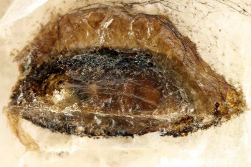 Réf. 292 157 : Priophorus grandis