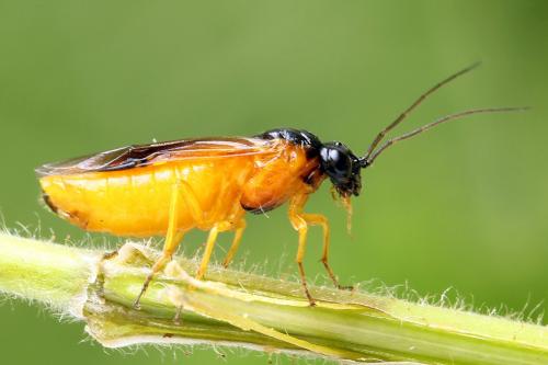 Priophorus grandis