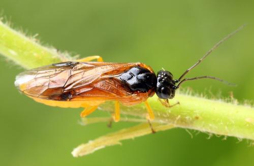 Priophorus grandis