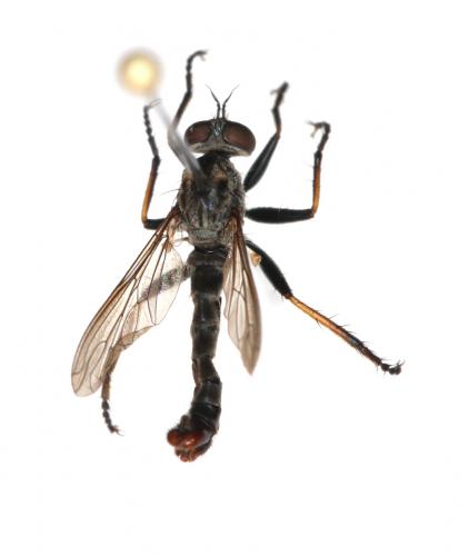 Réf. 292 461 : Cerdistus erythrurus