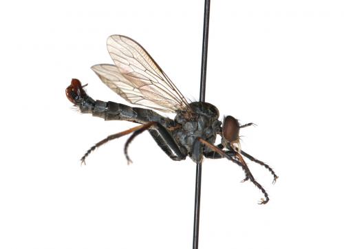Réf. 292 464 : Cerdistus erythrurus