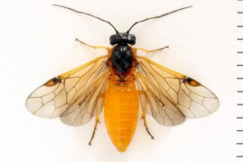Priophorus grandis