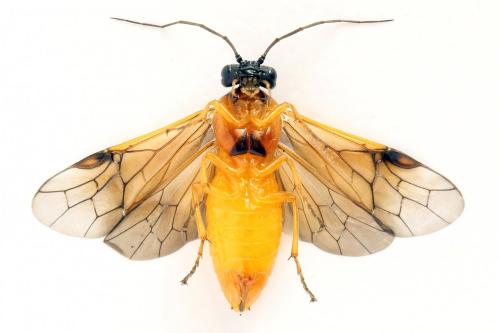 Priophorus grandis