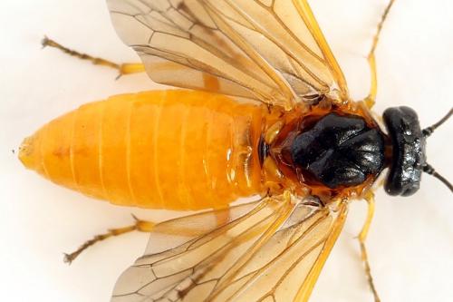Priophorus grandis