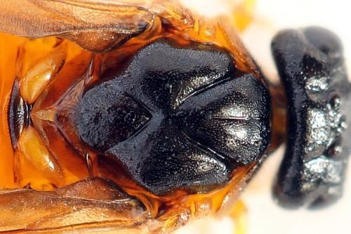 Priophorus grandis