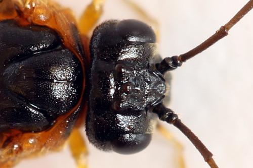 Réf. 292 164 : Priophorus grandis