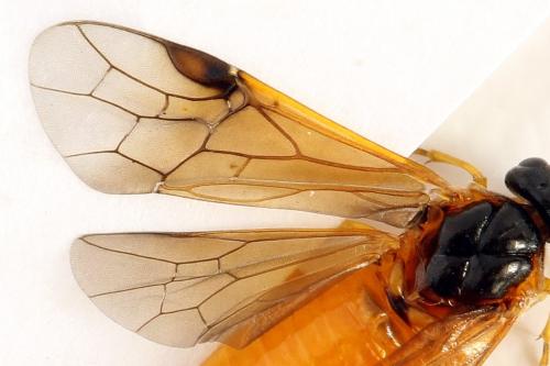Réf. 292 165 : Priophorus grandis