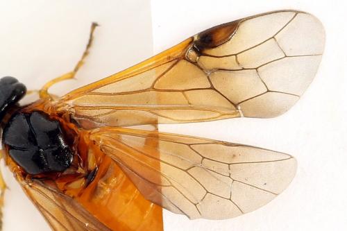Priophorus grandis