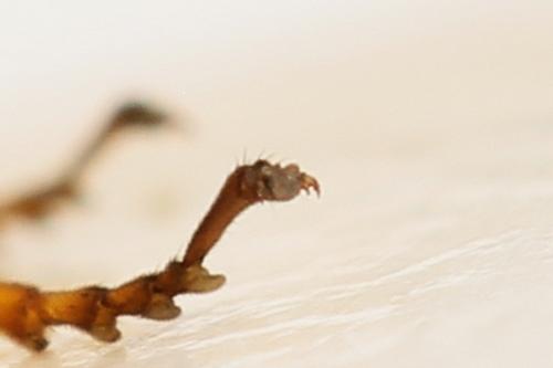 Priophorus grandis
