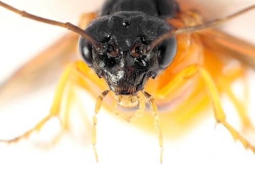 Priophorus grandis