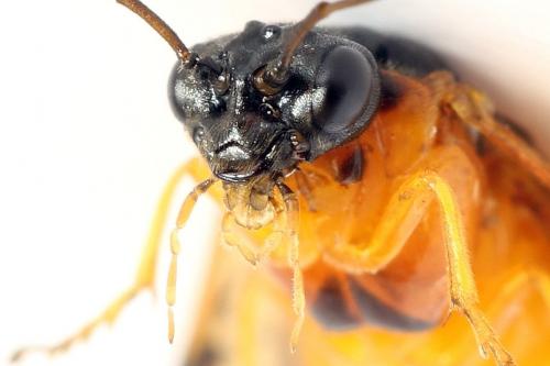 Priophorus grandis