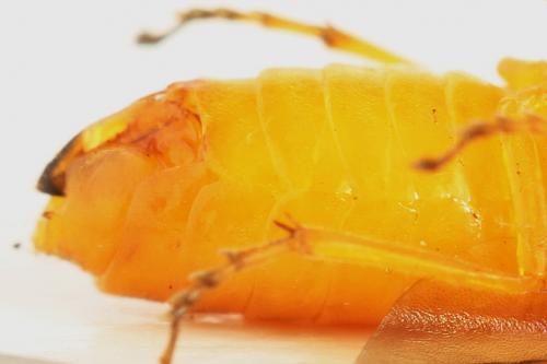 Priophorus grandis