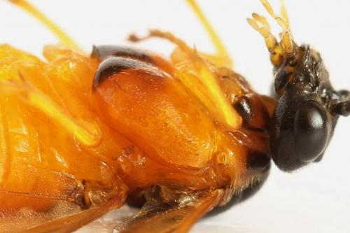 Priophorus grandis
