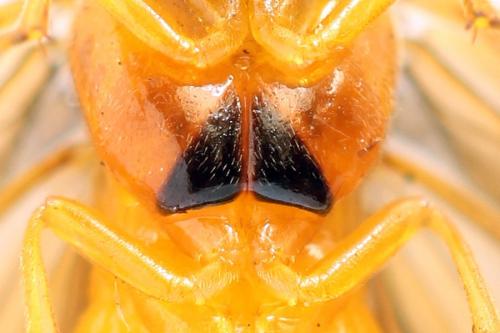Priophorus grandis