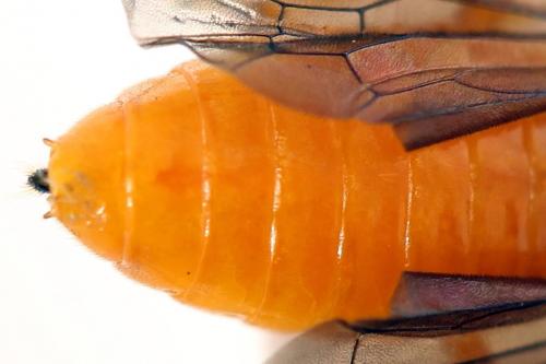 Priophorus grandis