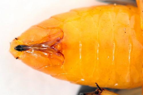 Priophorus grandis