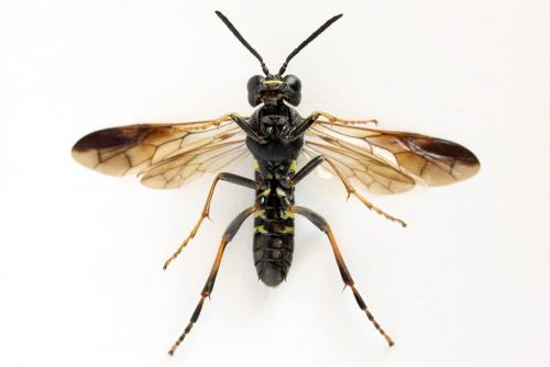 Tenthredo vespa