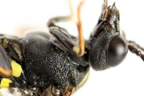 Tenthredo vespa
