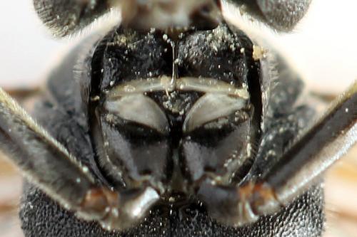 Réf. 292 414 : Tenthredo vespa